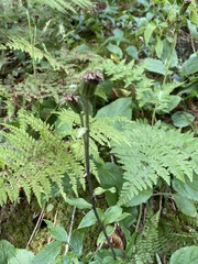Rugelia nudicaulis