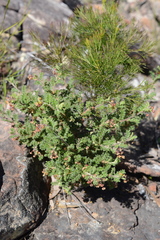 Dodonaea pinnata