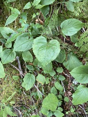 Rugelia nudicaulis