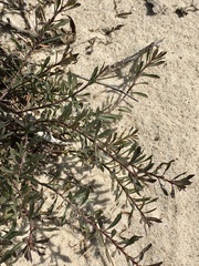 Baccharis linearifolia