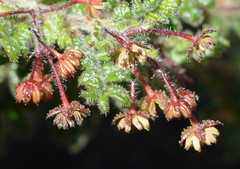 Dodonaea pinnata