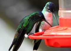 Saucerottia cyanifrons