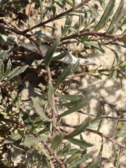 Baccharis linearifolia