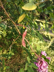 Robinia viscosa