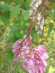 Robinia viscosa
