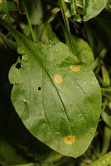 Puccinia arenariae