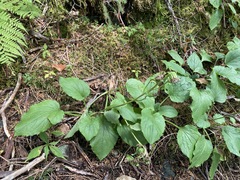 Rugelia nudicaulis