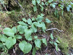 Rugelia nudicaulis