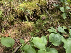 Rugelia nudicaulis