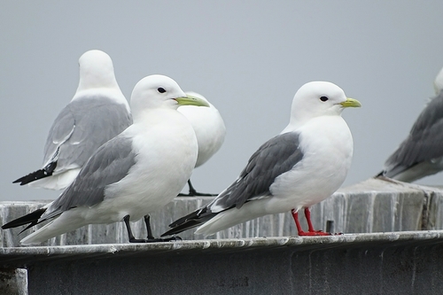 Red-legged Kittiwake｜红腿三趾鸥 参考照片