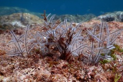 Macrorhynchia philippina
