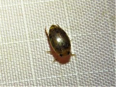 Laccophilus proximus