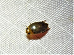 Laccophilus proximus