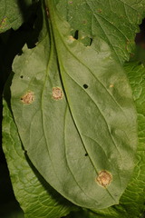 Puccinia arenariae