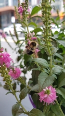 Bombus impatiens