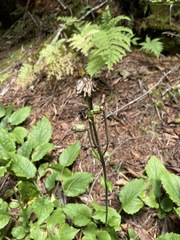 Rugelia nudicaulis