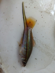 Xiphophorus hellerii