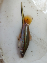 Xiphophorus hellerii
