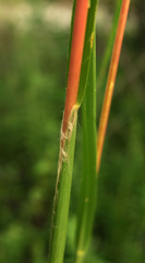 Andropogon floridanus