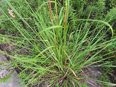 Andropogon floridanus