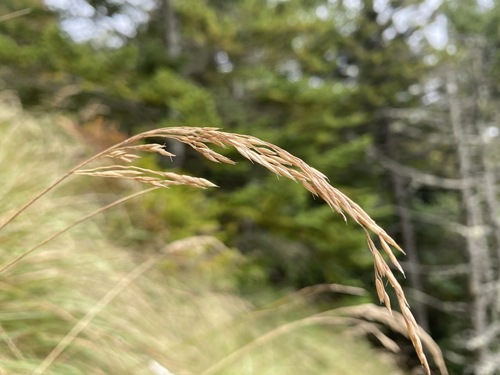 Cain's reedgrass (Calamagrostis cainii)