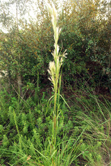 Andropogon floridanus