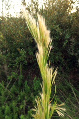 Andropogon floridanus