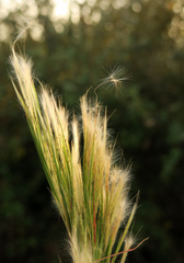 Andropogon floridanus