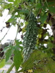 Momordica charantia