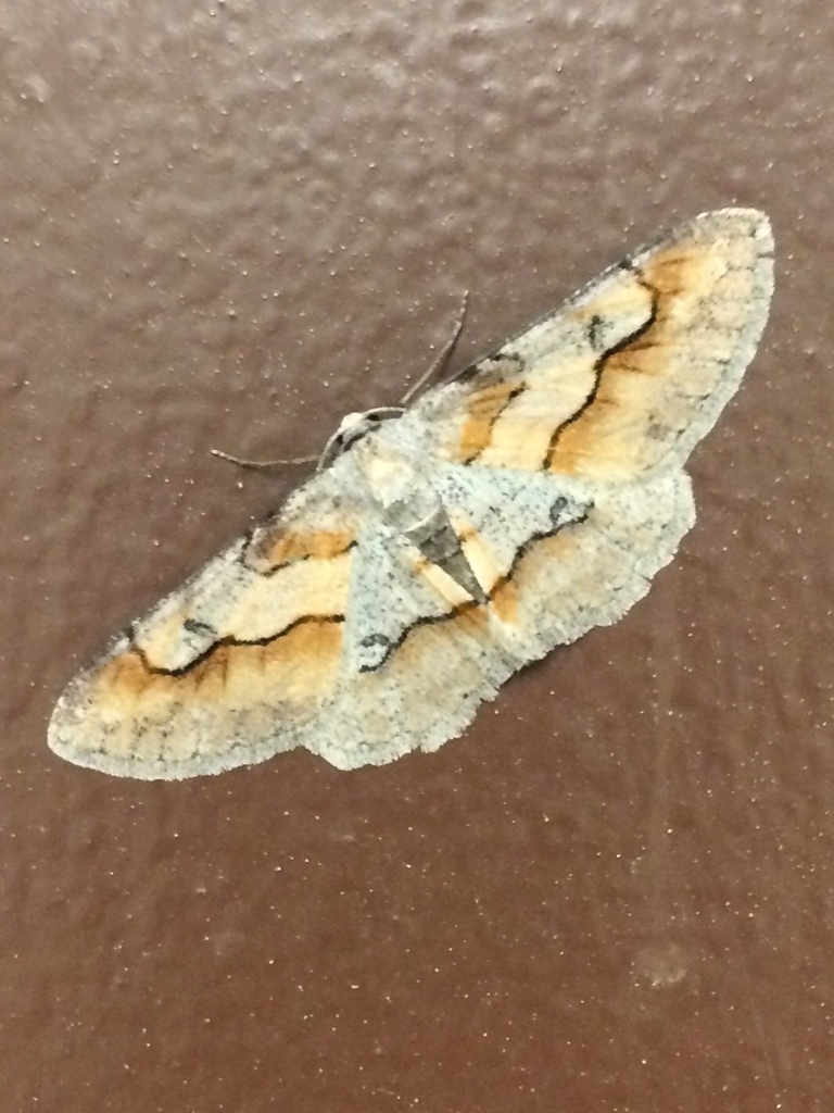 Stenoporpia macdunnoughi