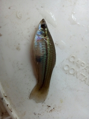 Xiphophorus hellerii