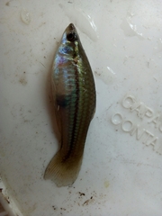 Xiphophorus hellerii