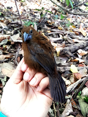 Cyanoloxia cyanoides