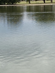 Aechmophorus occidentalis