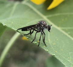 Heteropogon macerinus