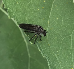 Heteropogon macerinus