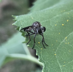 Heteropogon macerinus