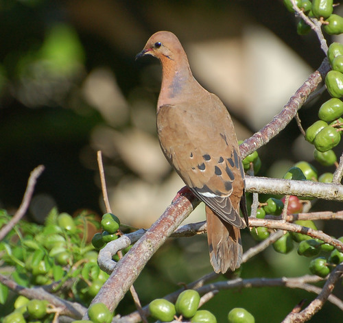 Zenaida aurita