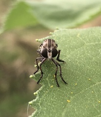 Heteropogon macerinus