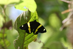 Pseudophaloe troetschi