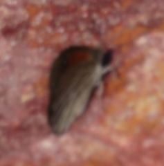 Pseudonympha trimenii