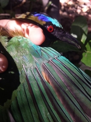 Momotus subrufescens