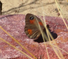 Pseudonympha trimenii