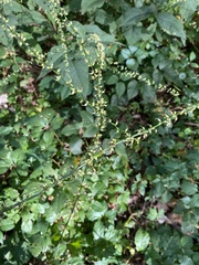 Persicaria virginiana