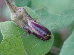 Solanum melongena