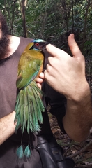 Momotus subrufescens