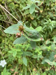 Hypericum graveolens