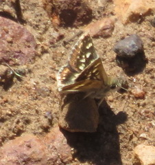 Carcharodina