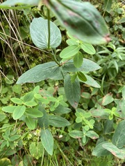 Hypericum graveolens