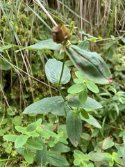 Hypericum graveolens